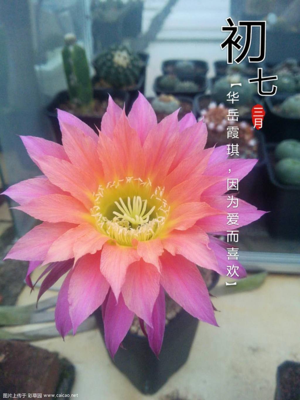 彩草终于开了
