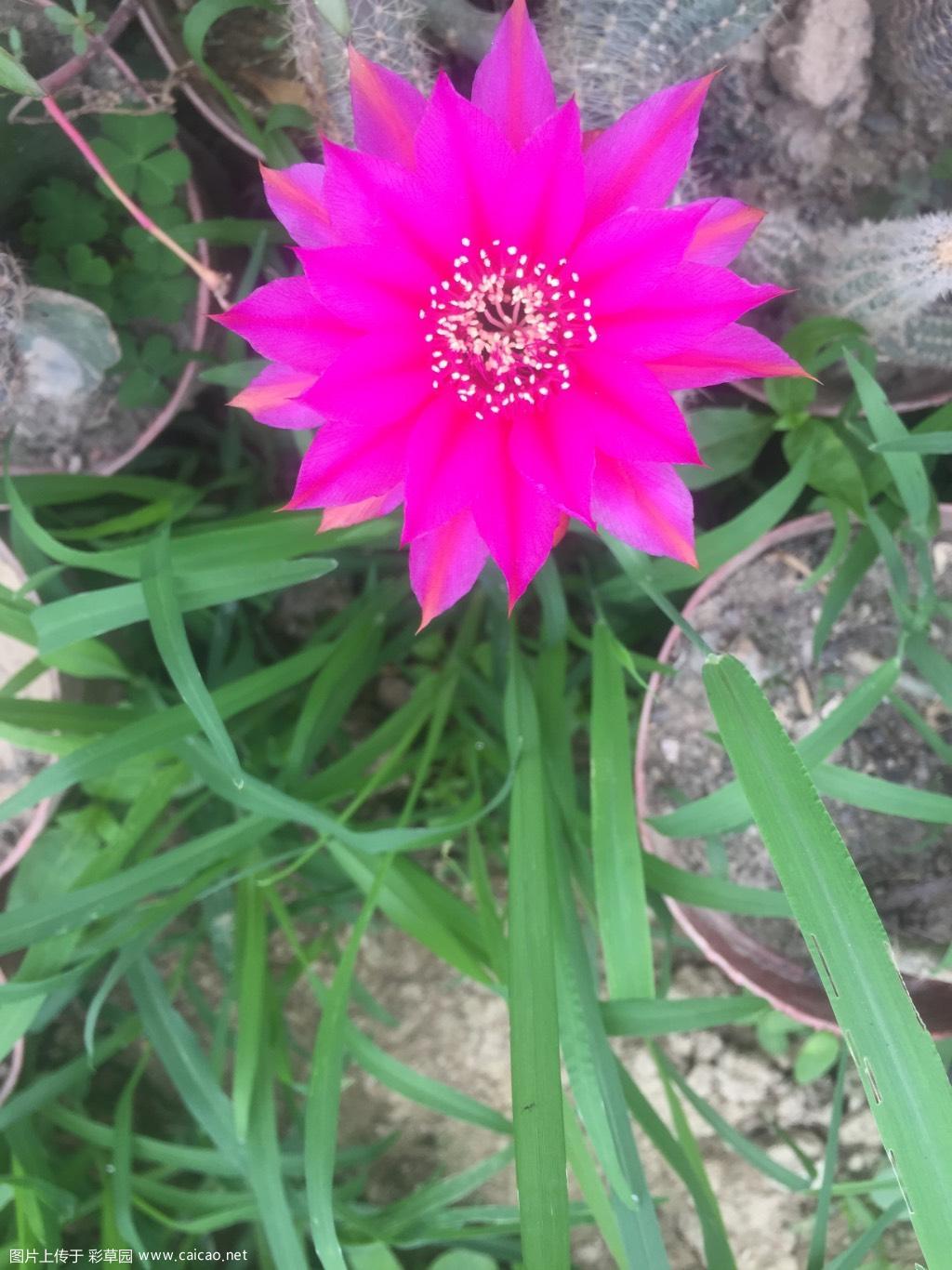 新丽花，新品种一