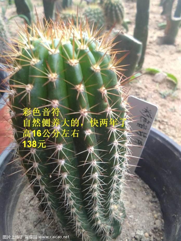 【出售】山东新泰出几个球和掌