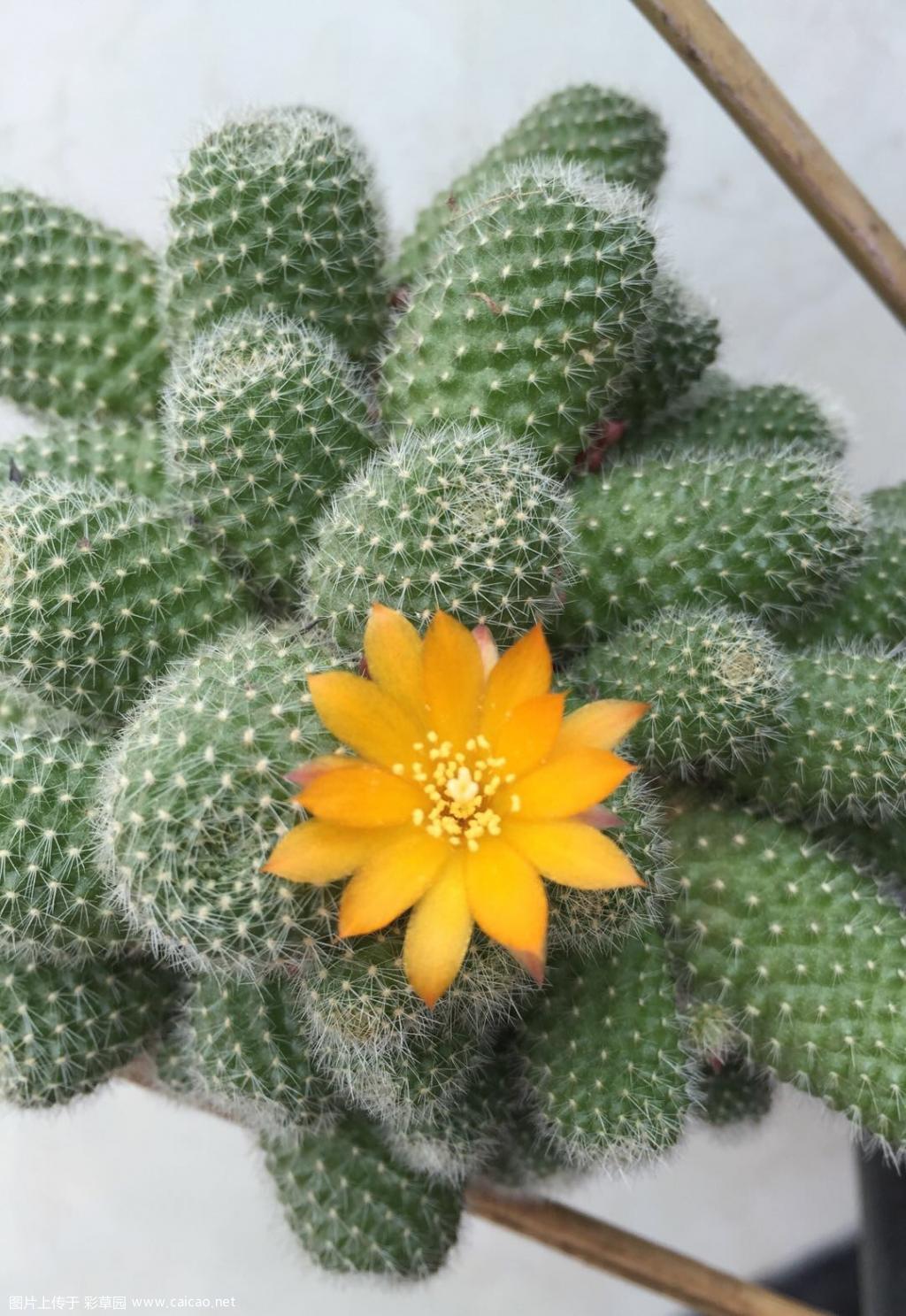 宝山开花