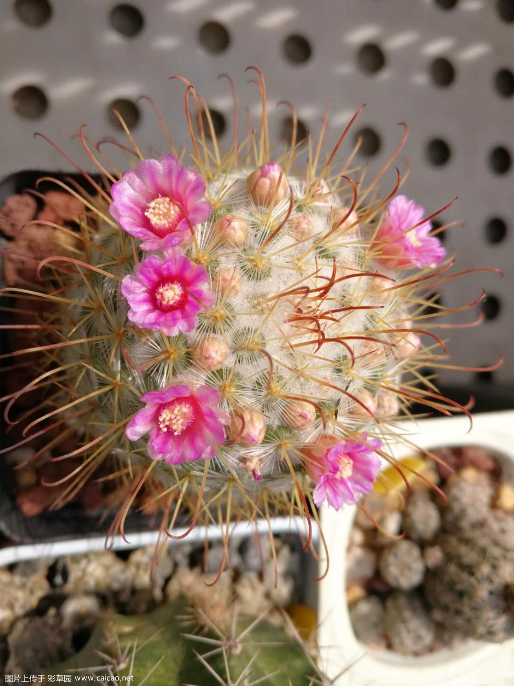 苔花如米小 也学牡丹开