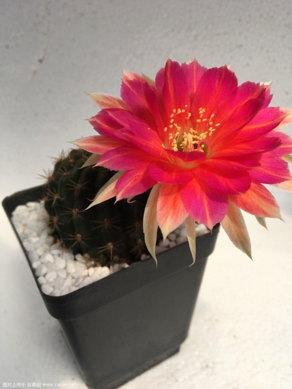 花季到来 百花争放