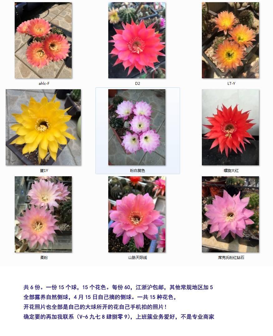 （出）（浙江）（2019.4.18）15种花色彩草球