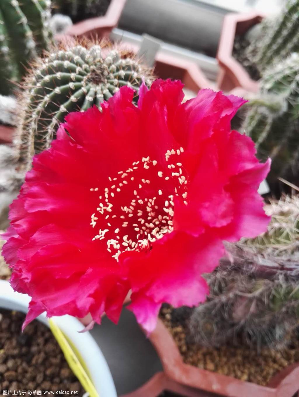 今天开的几朵花花