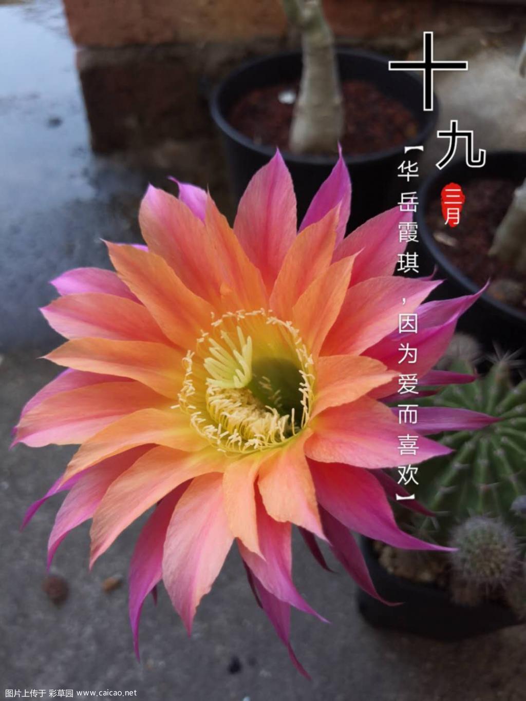 彩草几颗