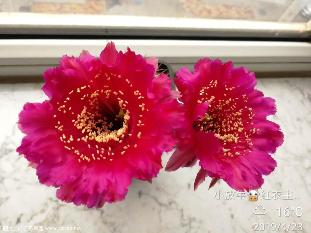 网红“红衣主教”终于开花了