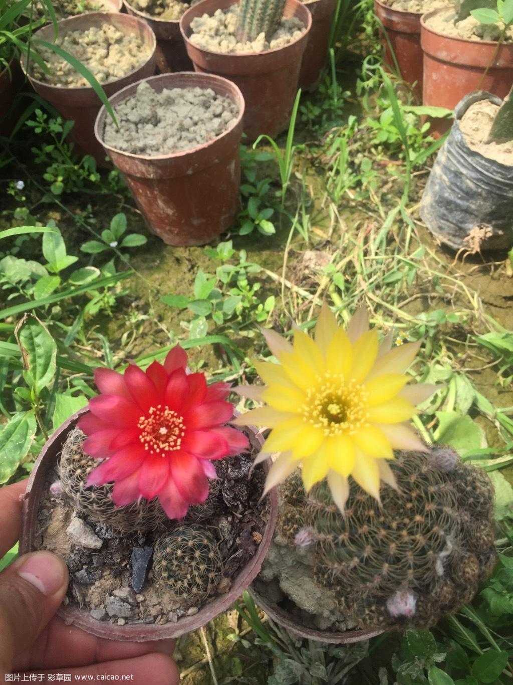 丽沟和丽沟丽