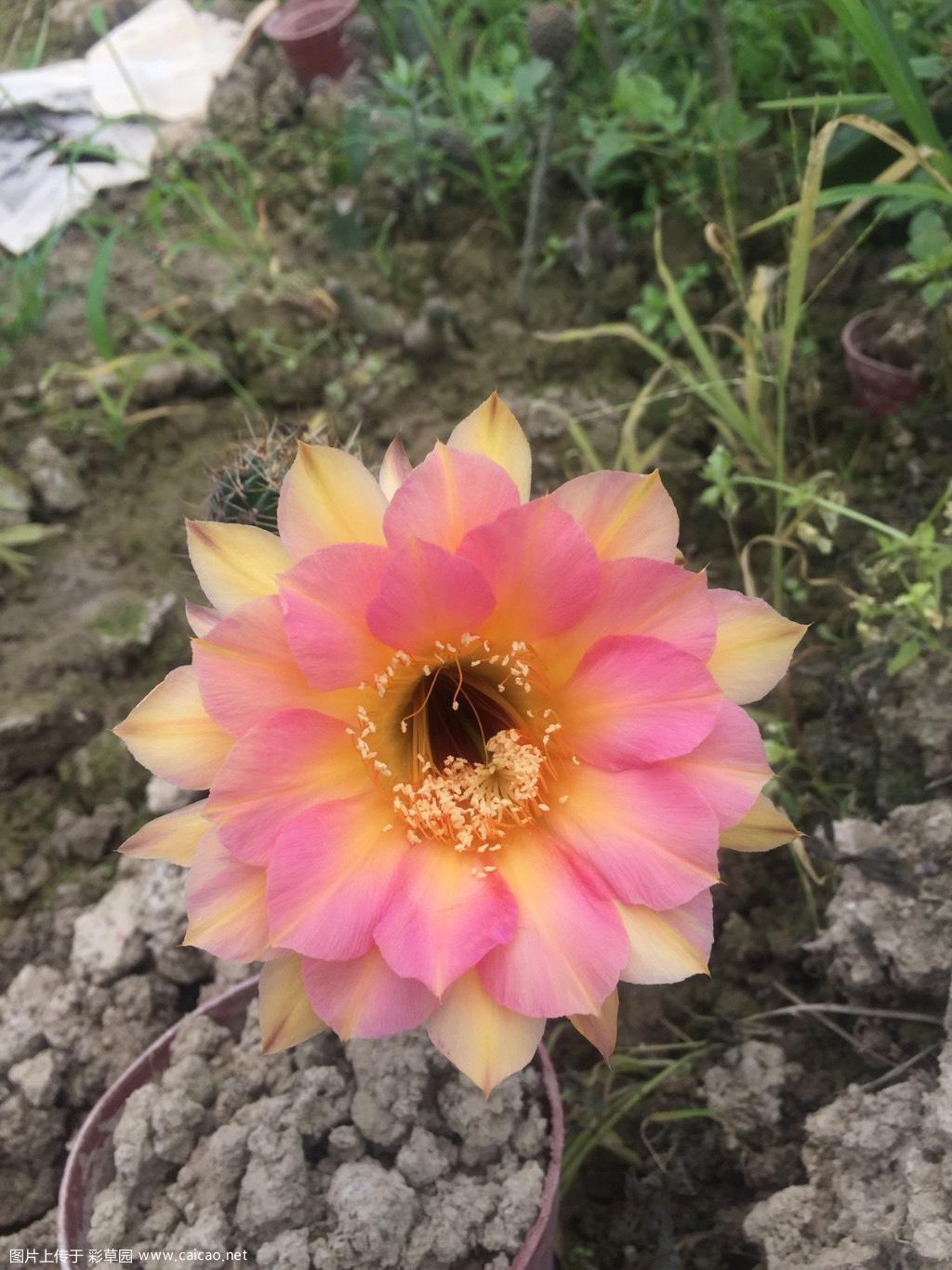 丽席新花色
