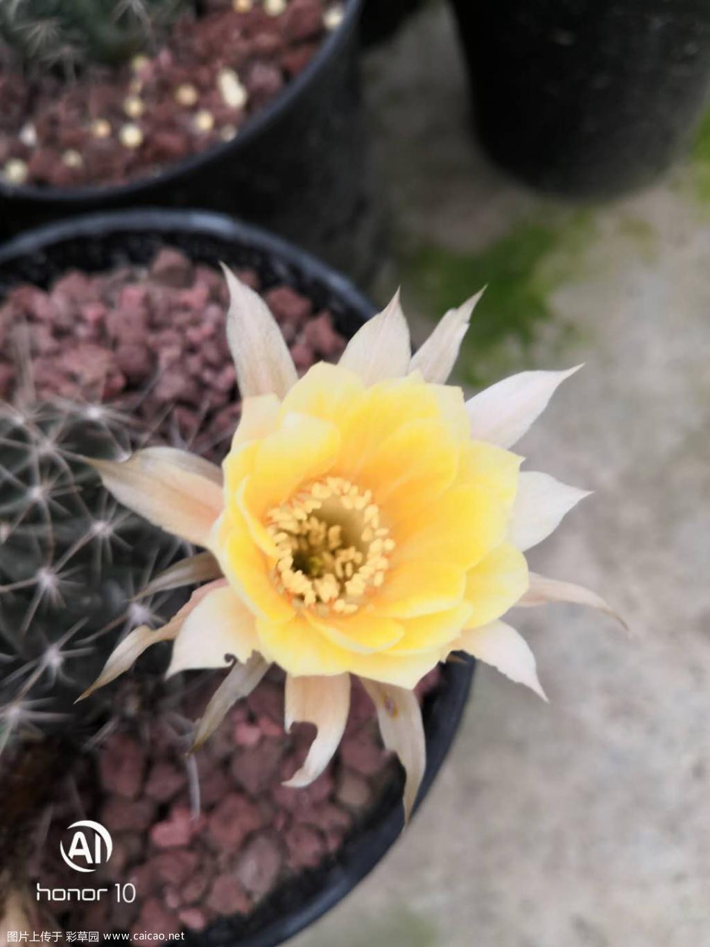 开花了