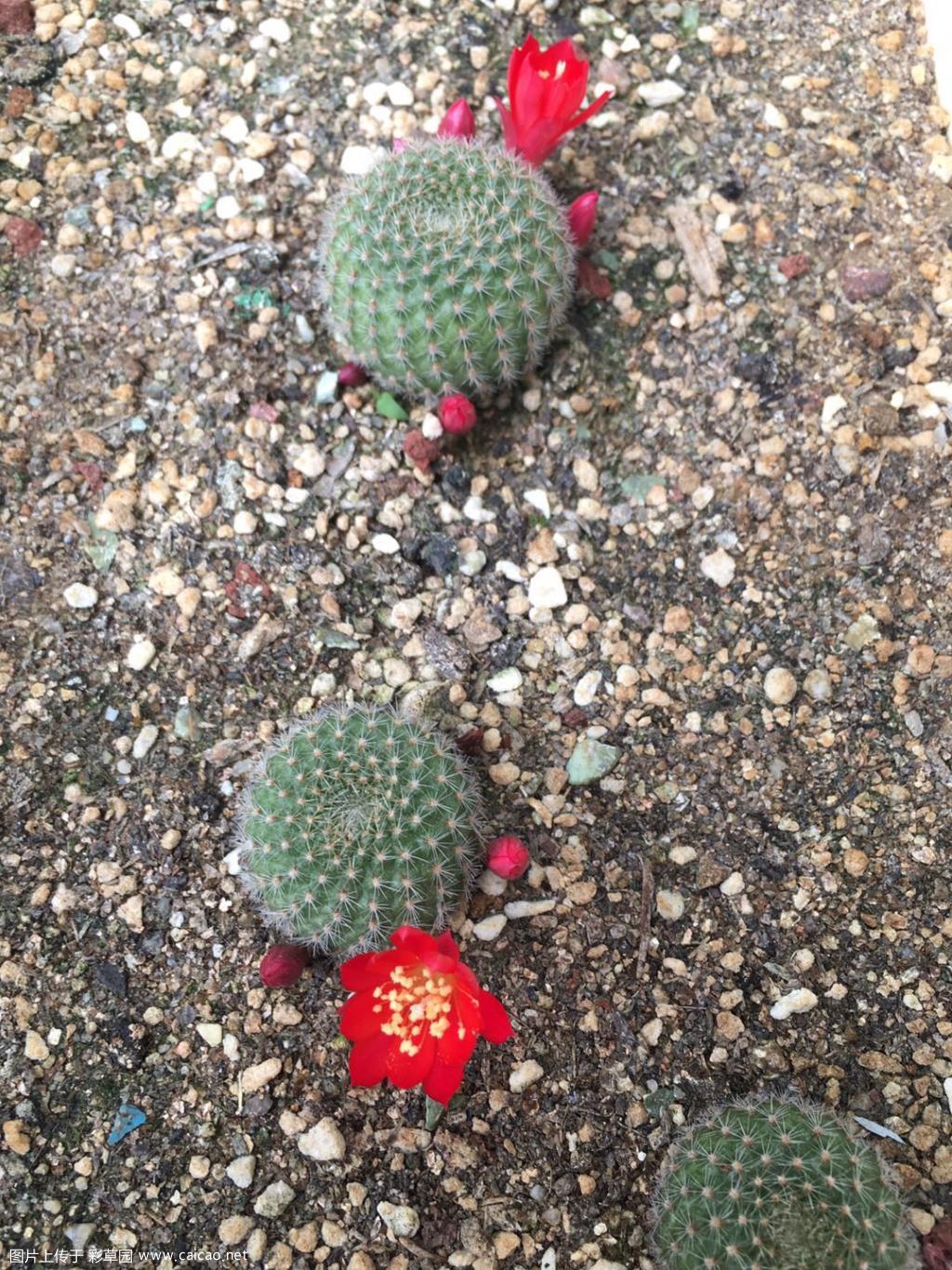 红花宝山终于开了