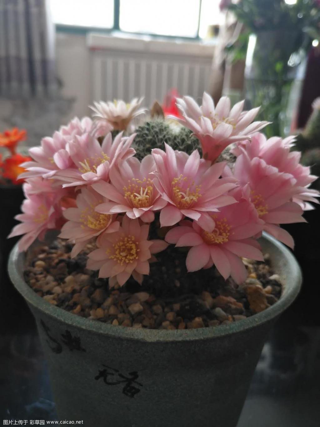粉花宝山