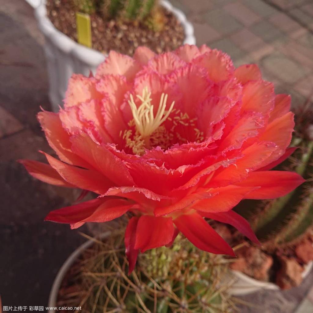 克斯汀首花.开全了有19cm
