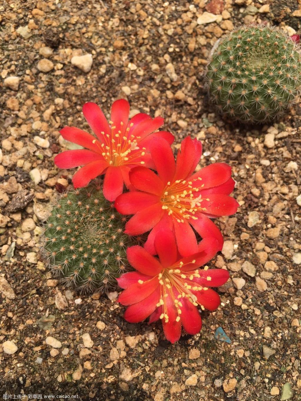 红花宝山盛开；浓桃筋和青王来花苞了
