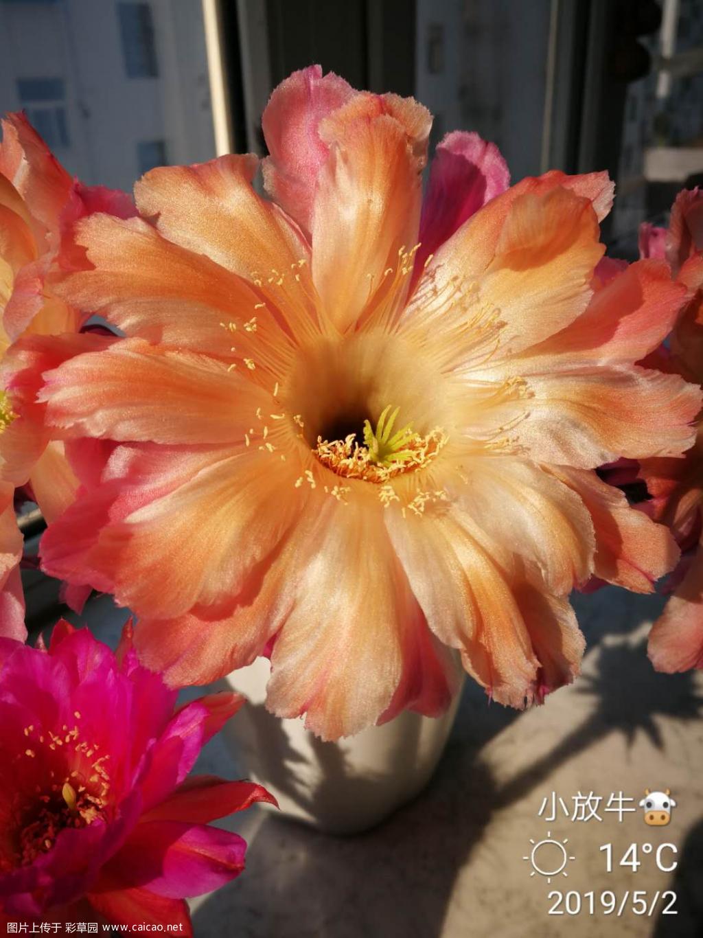“彩霞”开花