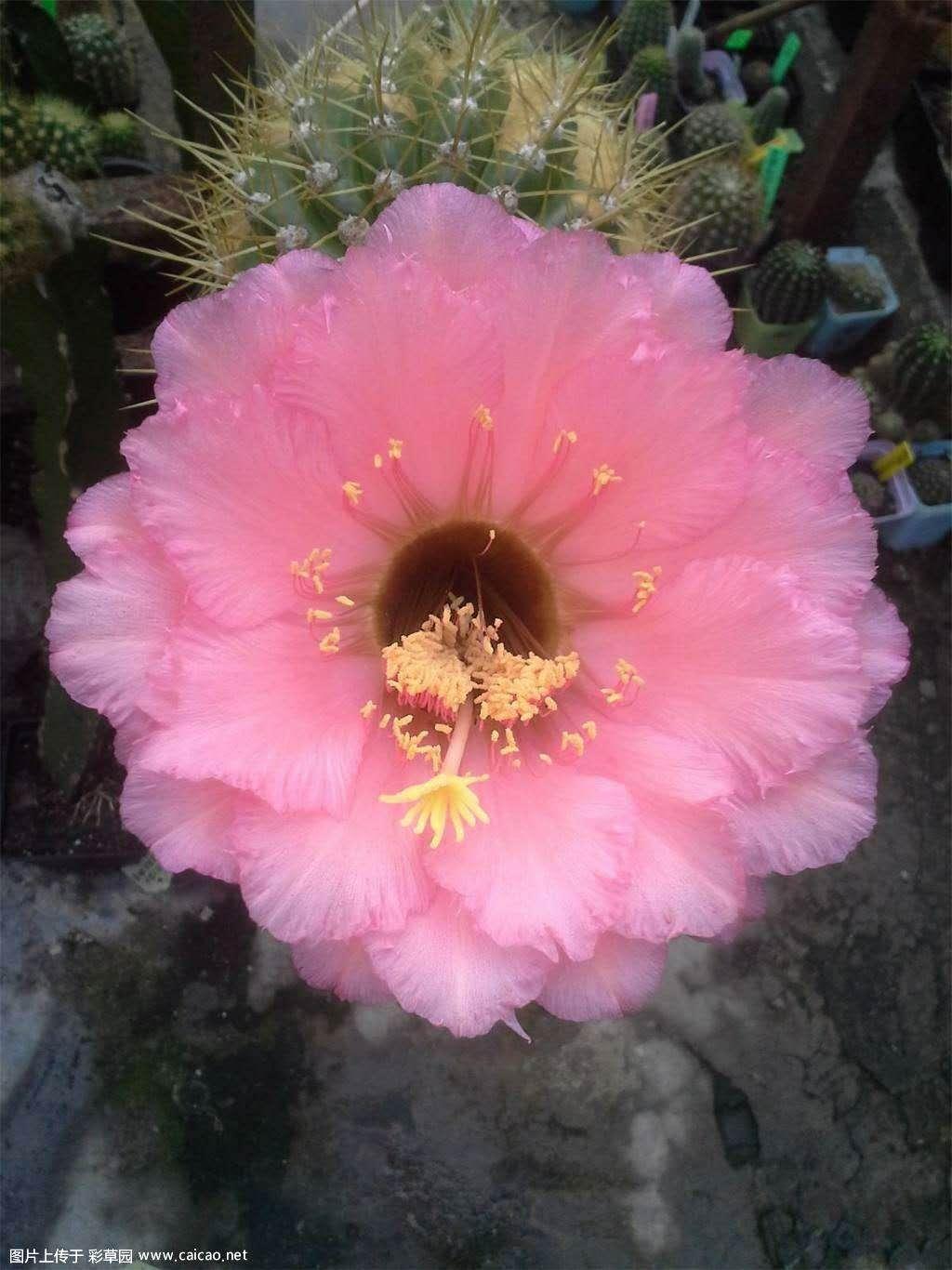 请问各位大神，哪些毛花的花具有一定的透明度，突然喜欢这类