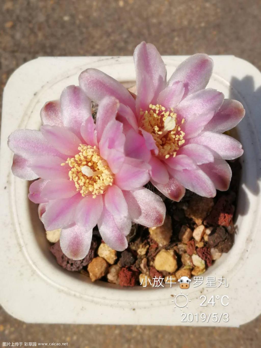 罗星丸