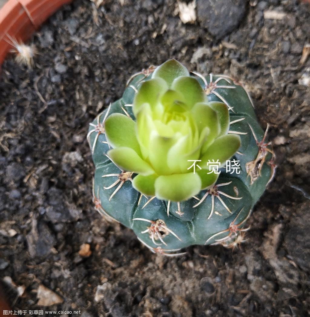 青蛇和黄蛇