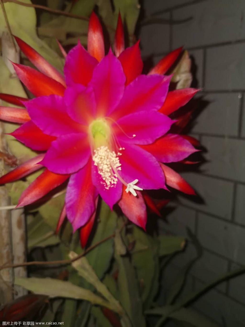今年的花