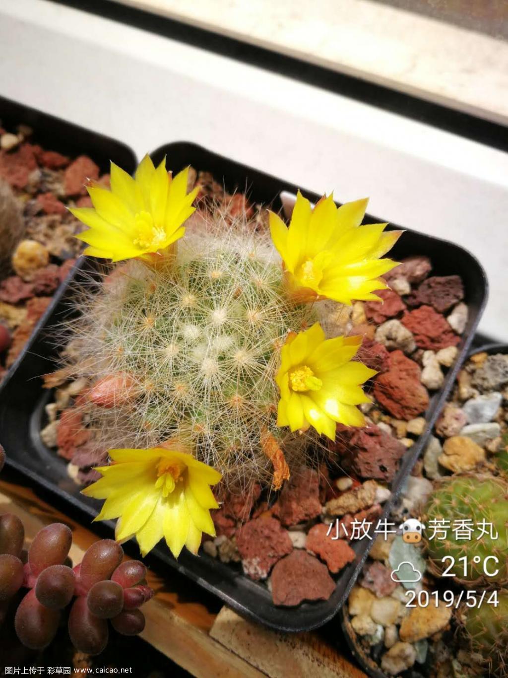 芳香丸