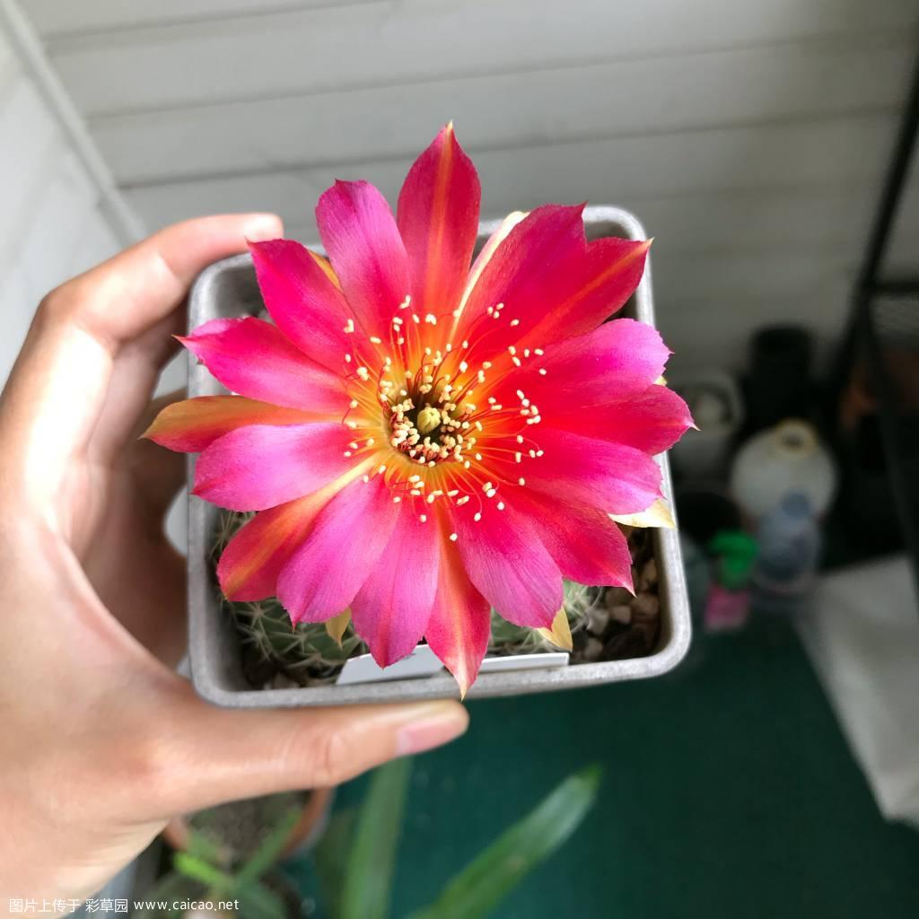 大小丽花