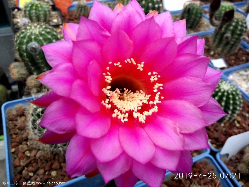 这几天开的花