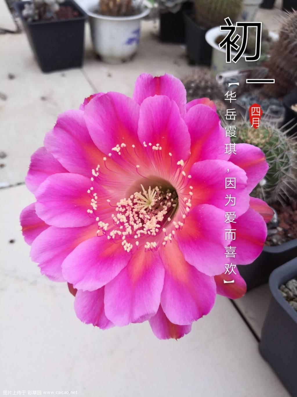 清晨几朵