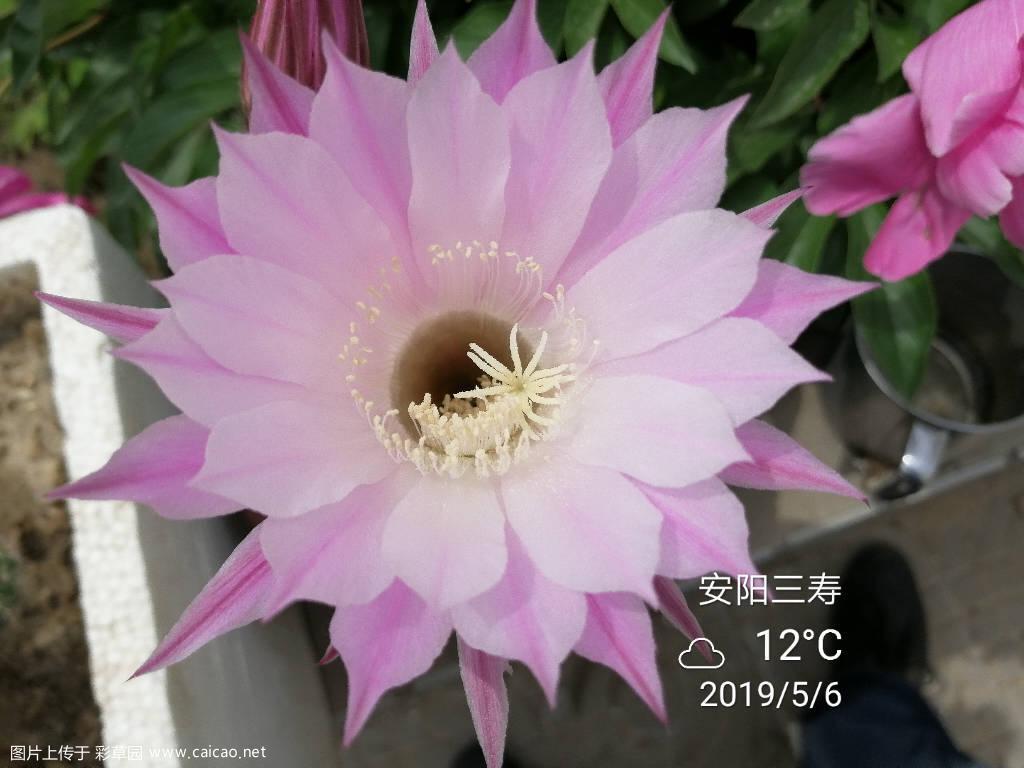 今天开的彩草