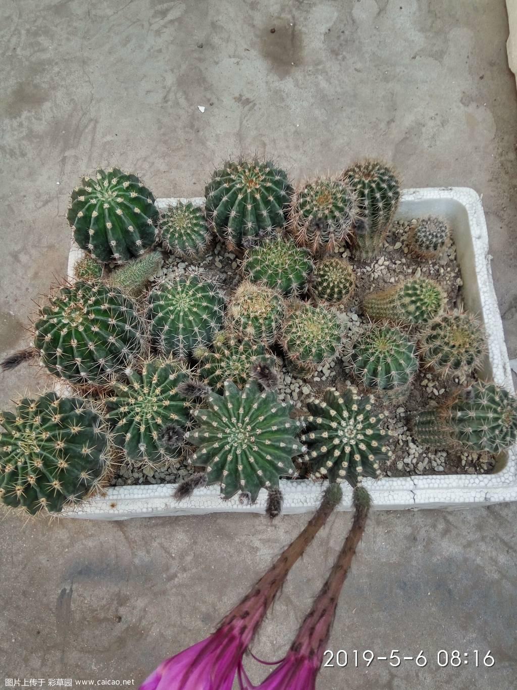 清理地方出售彩草一泡沫箱