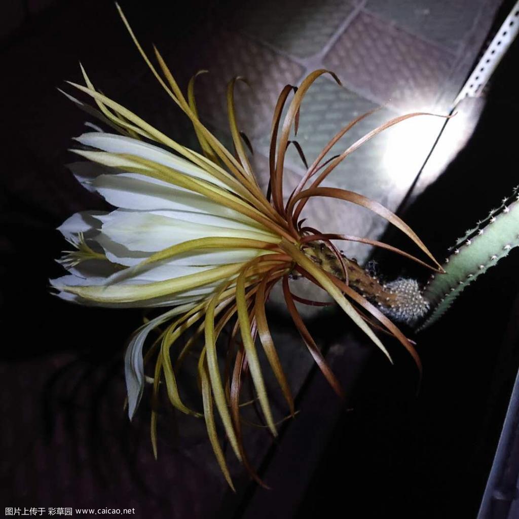 大花【巧克力】蛇鞭柱，花蕾长30cm，宽25cm【未开全】，有巧克力香味