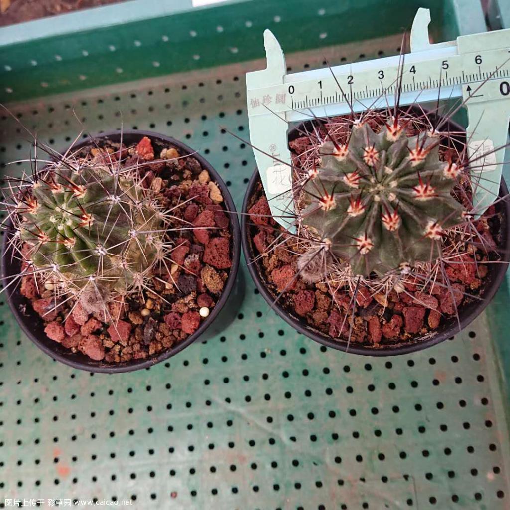 昆明,出二个带花蕾的白花黑喉