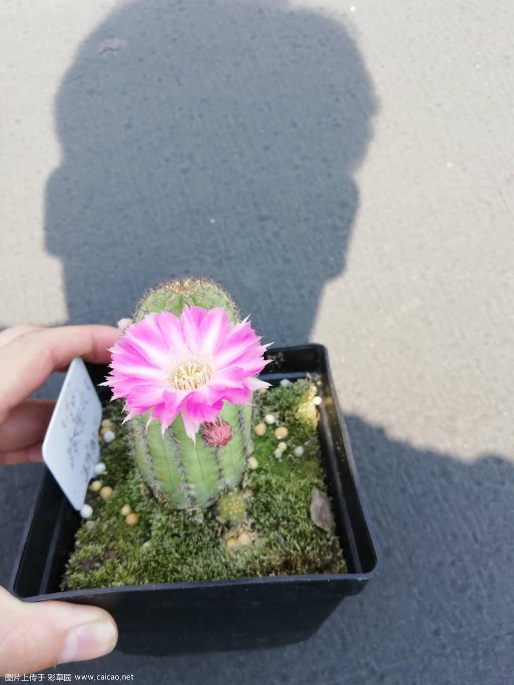 白檀珍妮夫人