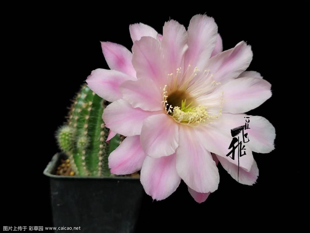 彩草和丽花