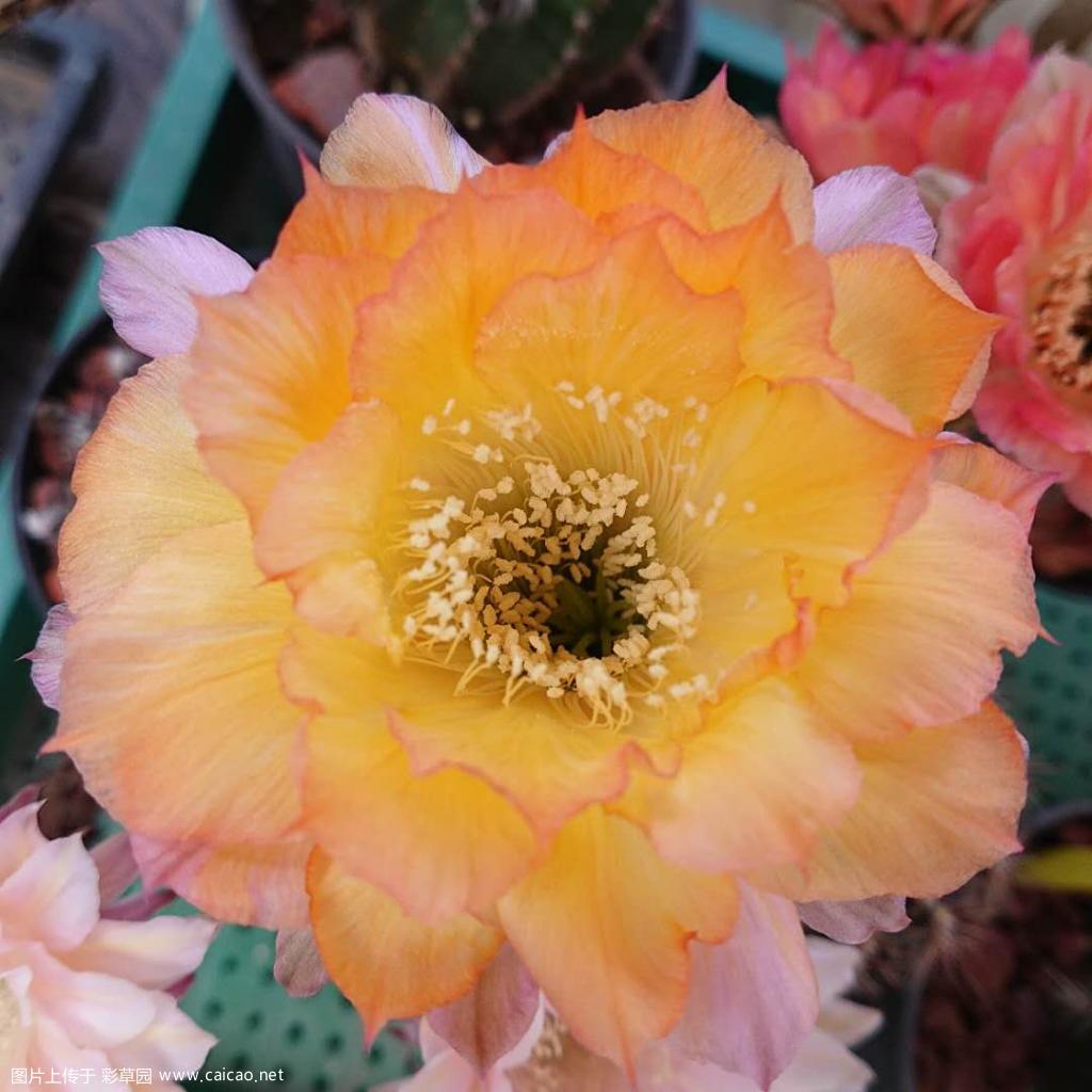 藤蔓花纹就是特别