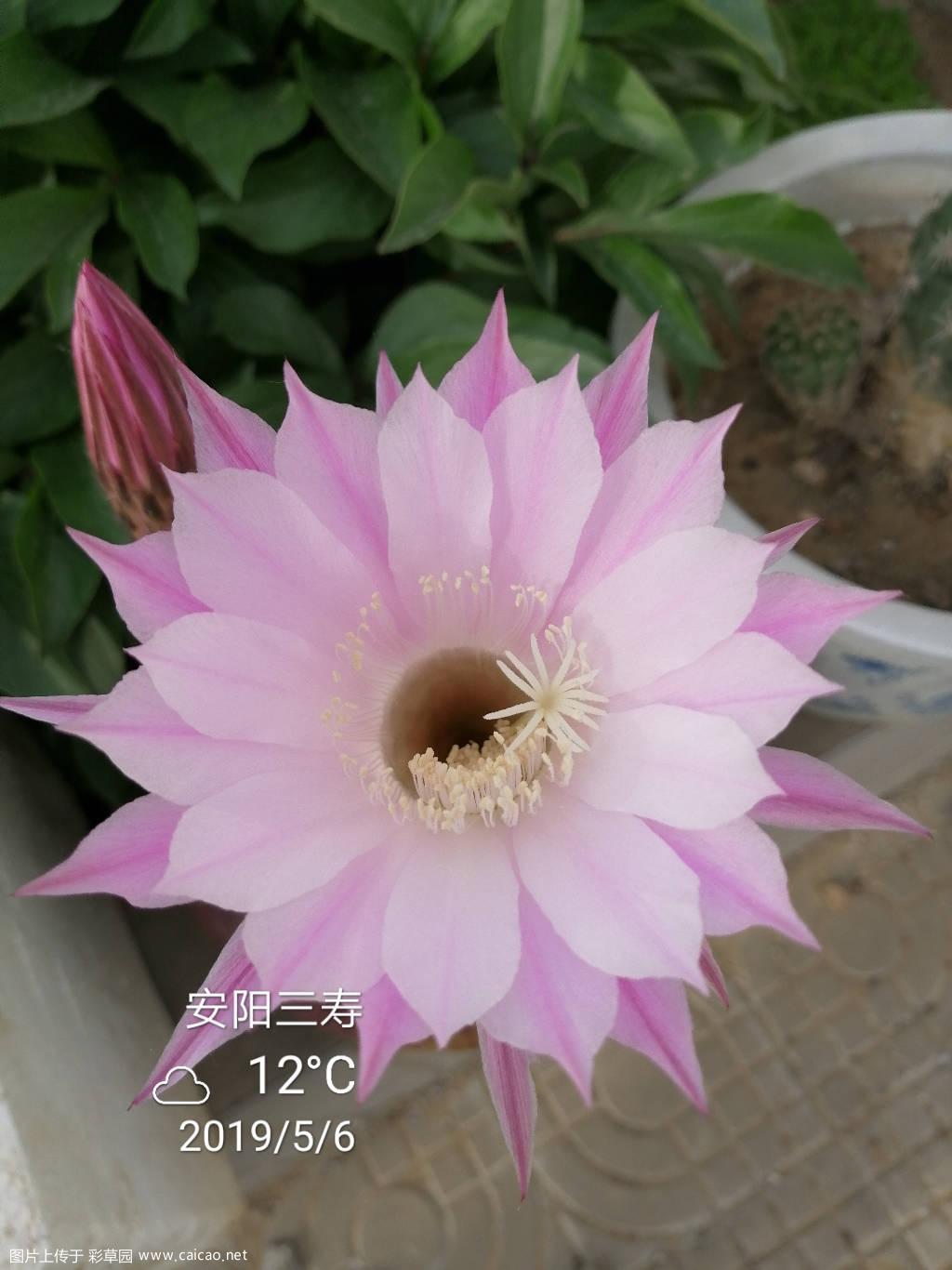 分享两种国产彩草两公分侧芽