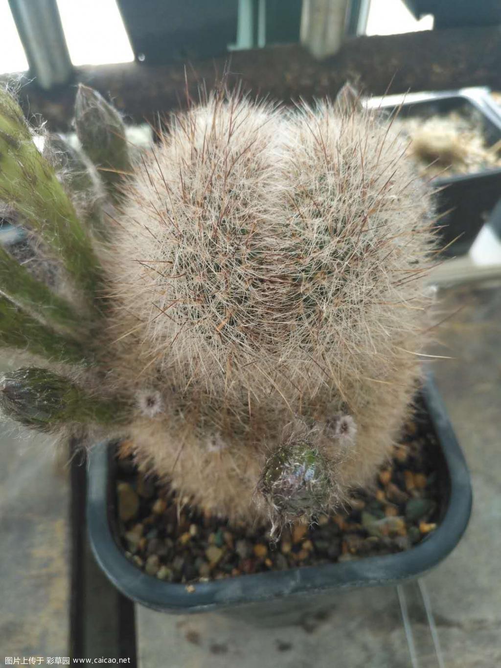 三年前入的白刺丽花，有花苞了又像彩草了