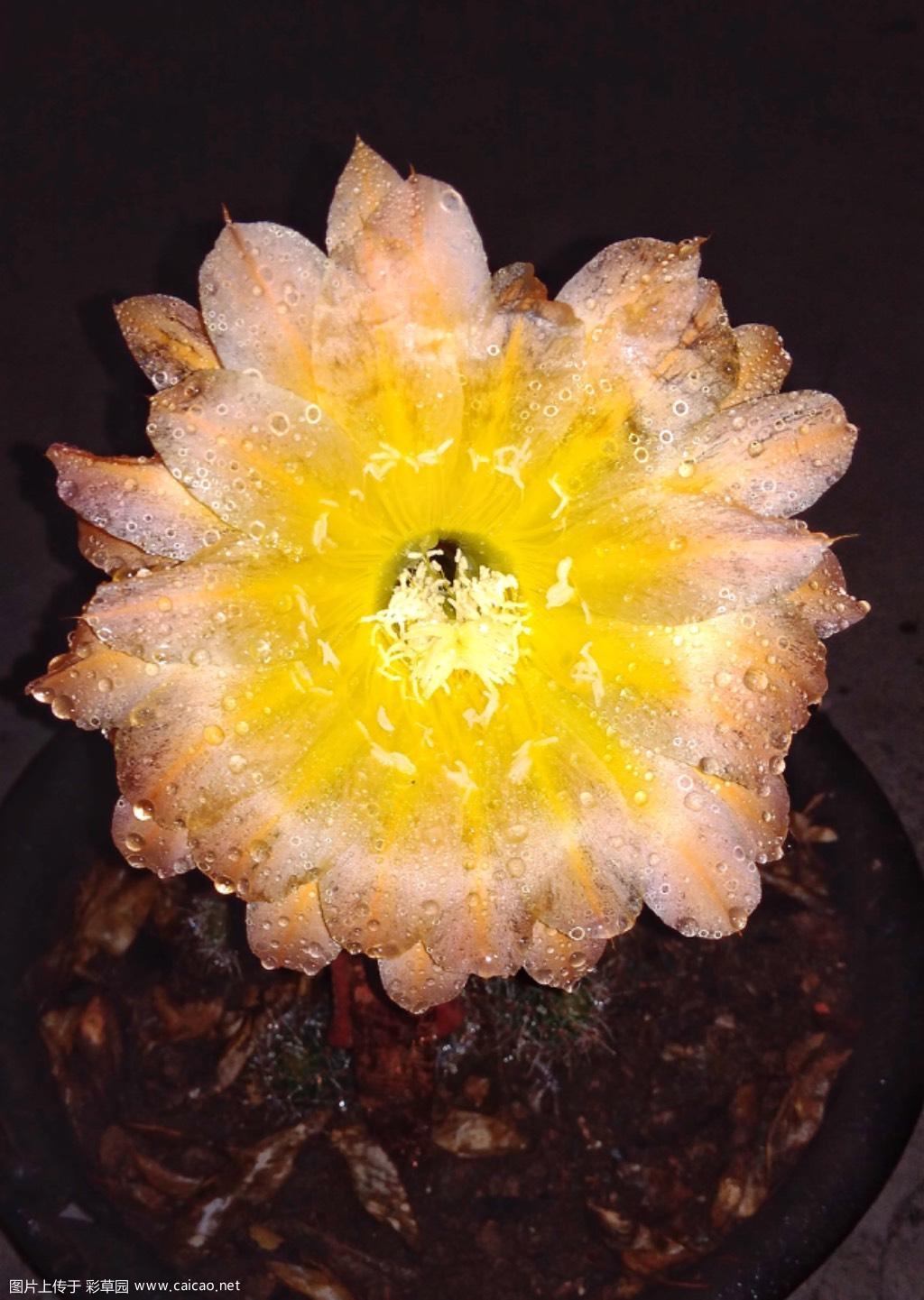 今年首花