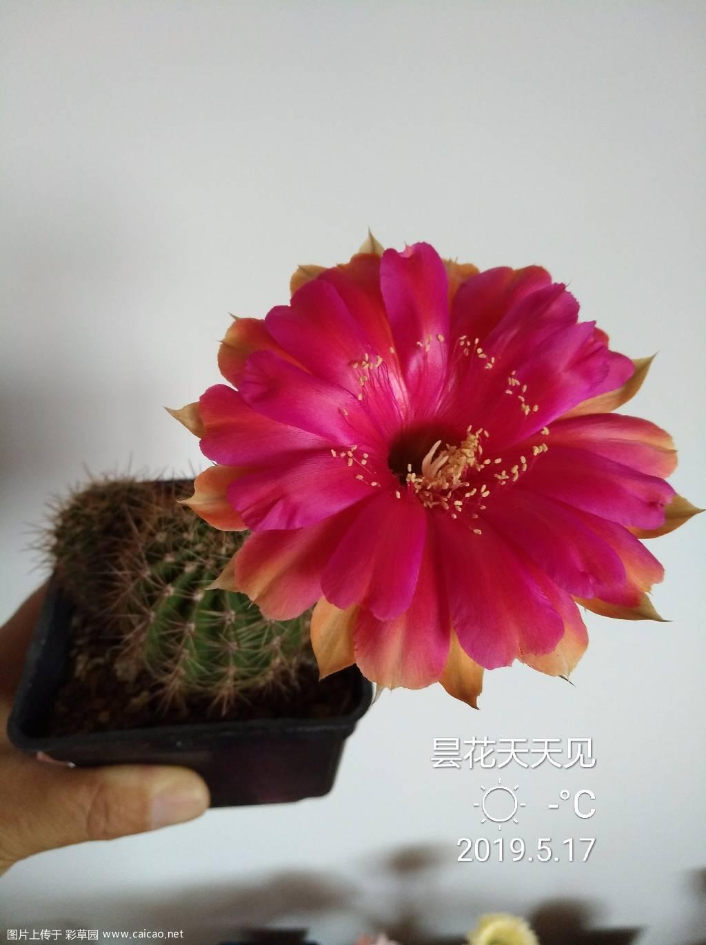 赏花