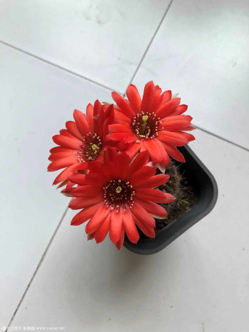 杂交丽花开了3款