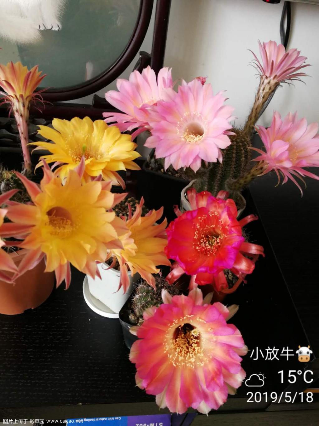 又开一堆