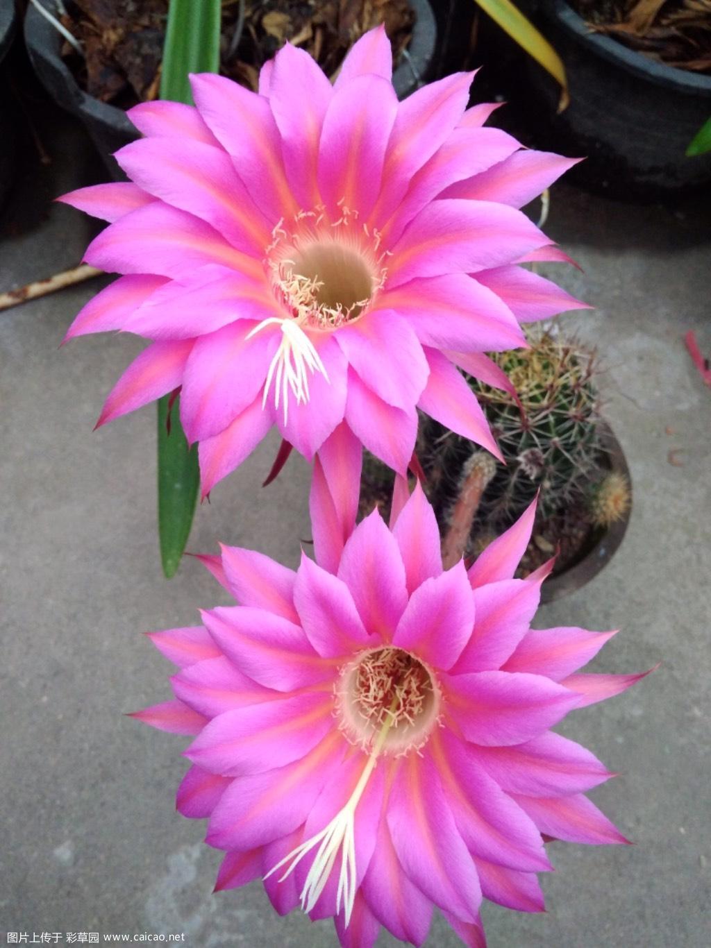 大家觉得这个花色值得保留吗？