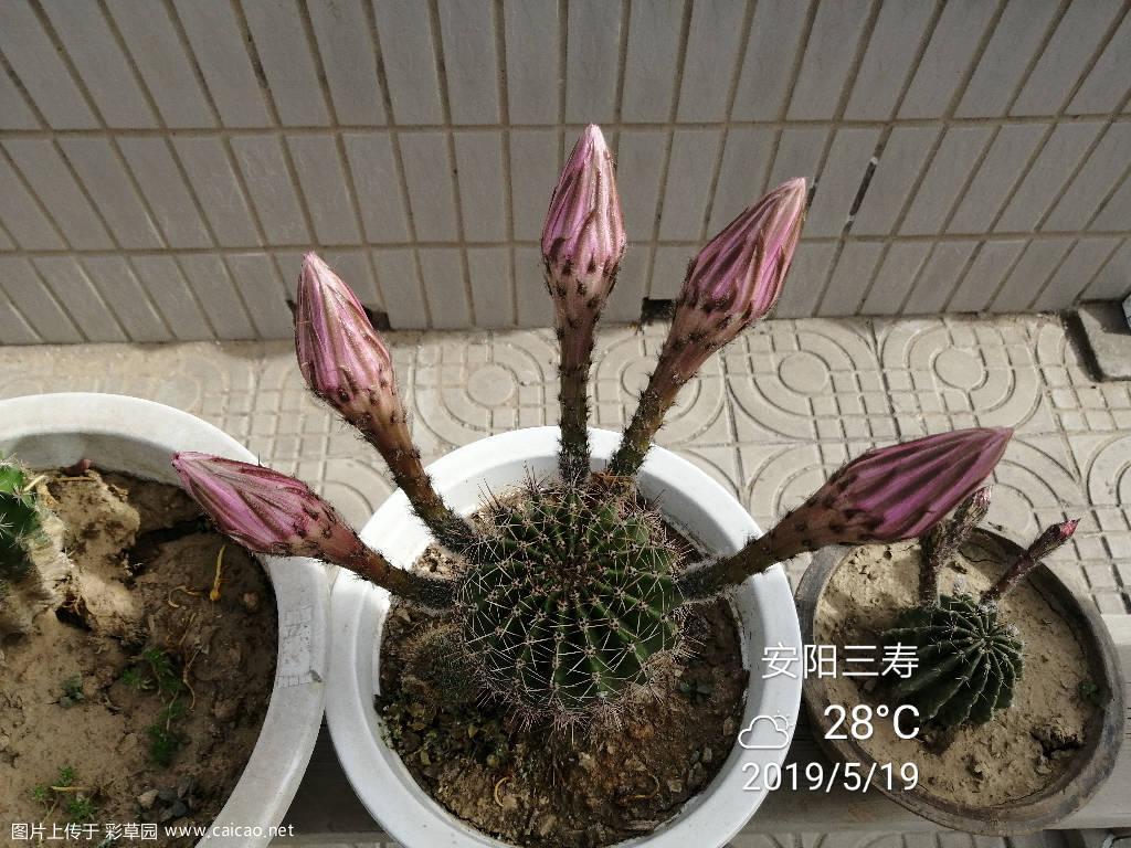 今天开的席杂