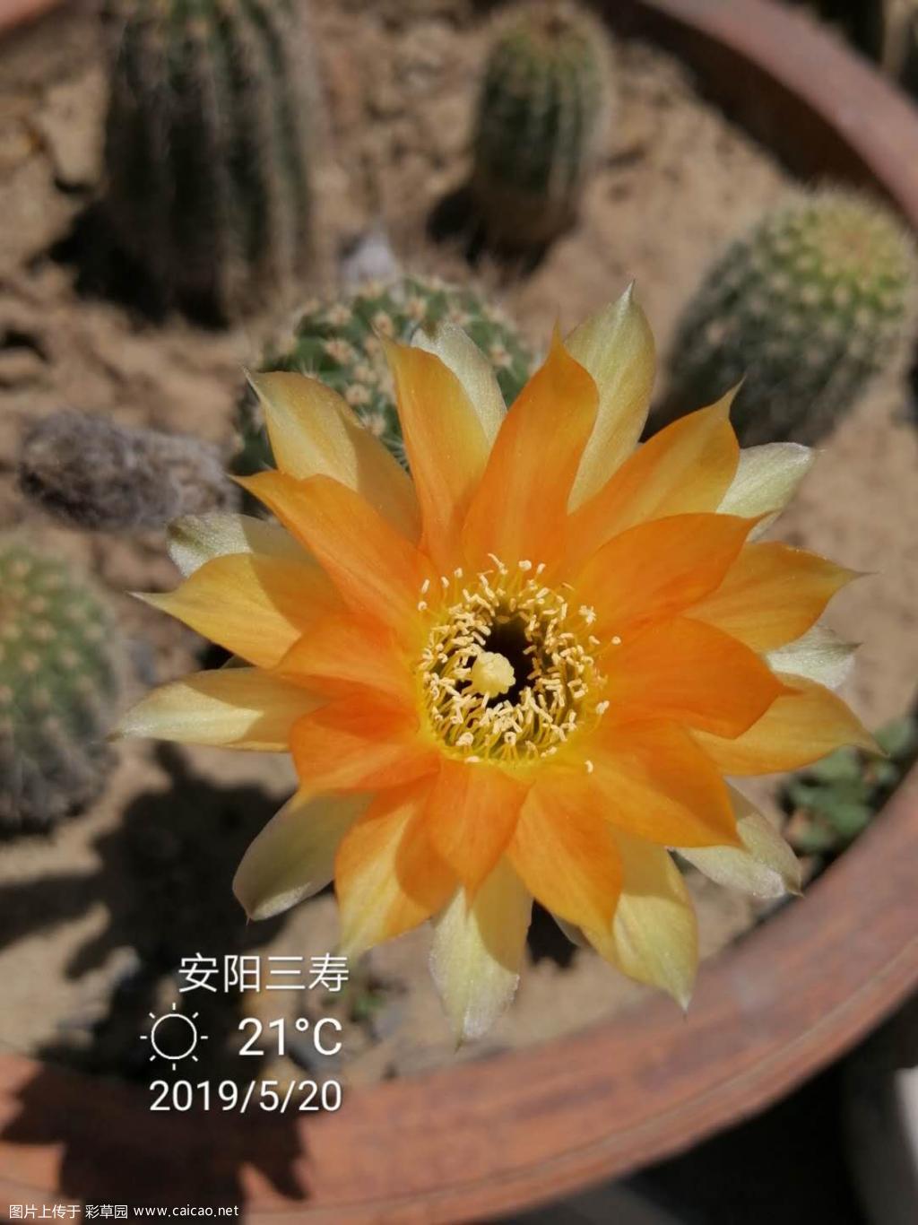 求鉴定，是黄花黑金刚还是橙花黑金刚？