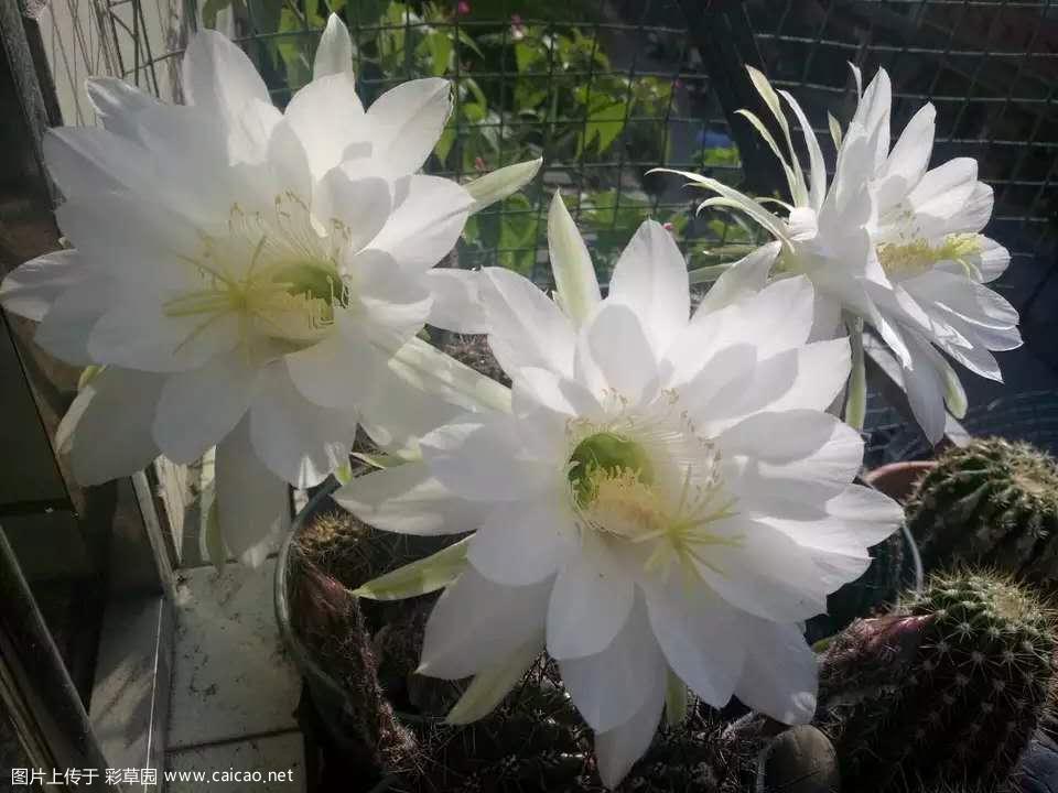 出  四川  2019.05.20    白草大侧芽