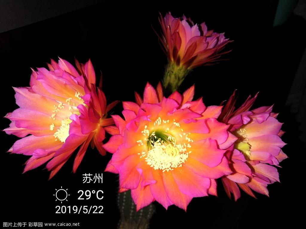 请看飞碟大花毛花柱X玫红毛花飞碟杂交实生苗开花了，像谁？