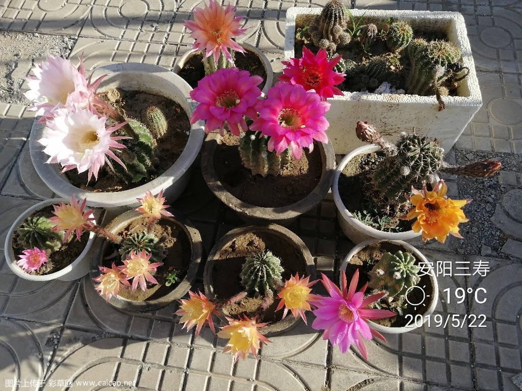 今晨的普草，有个别没开展。