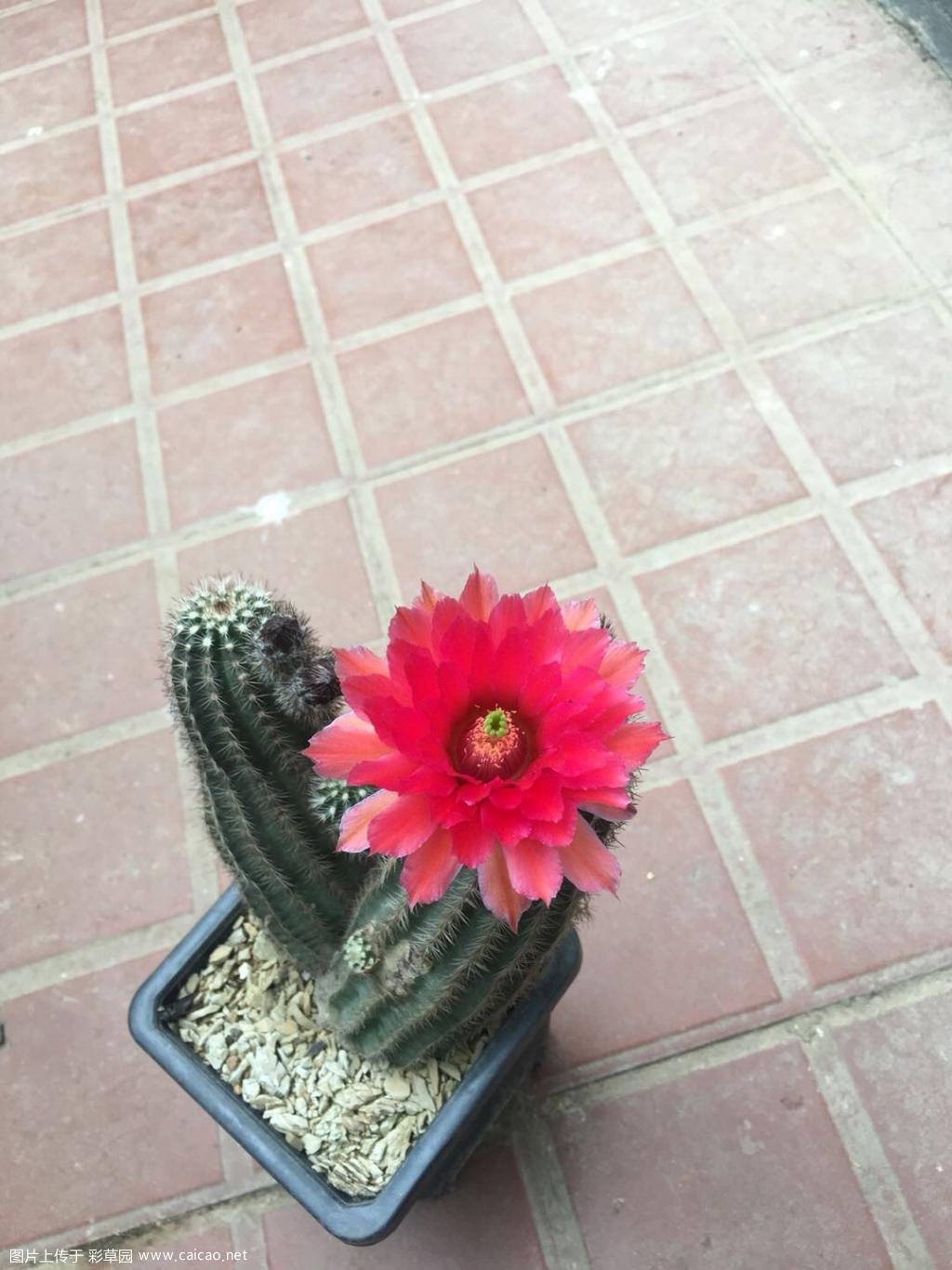 鹿角柱属鲜红虾