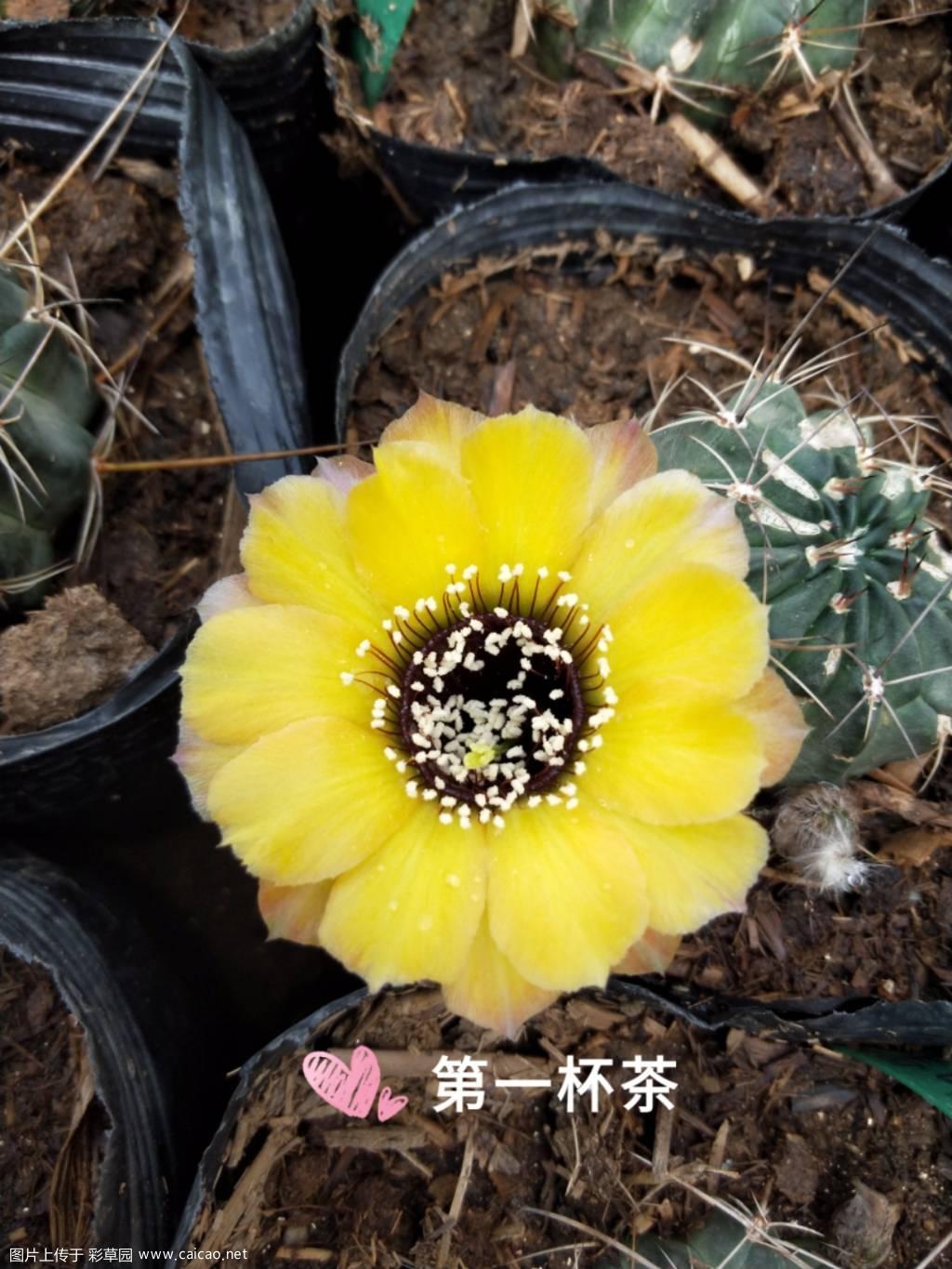发几款黑喉