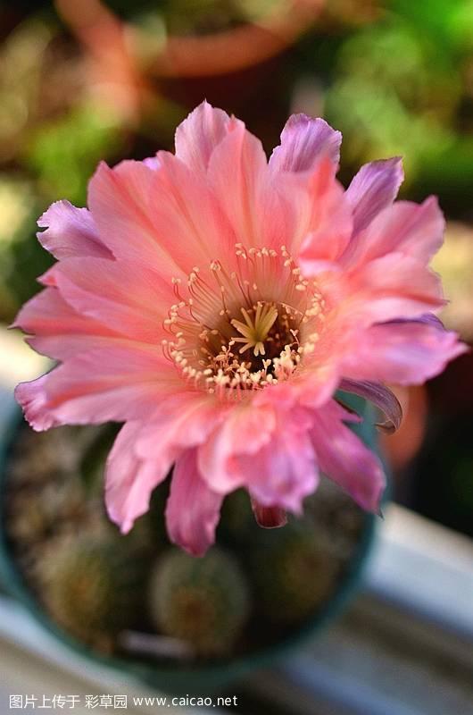  彩草“鲑鱼皇后”（Echinopsis Salmon Queen）