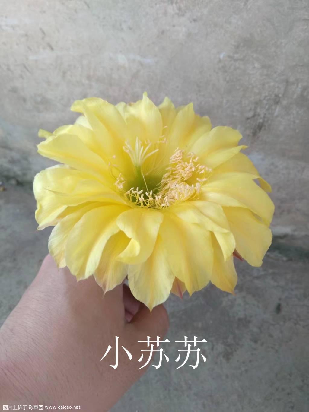 我的和子