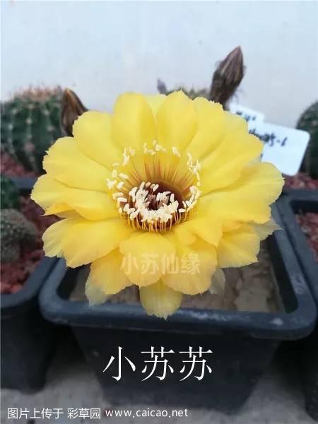 这是我的彩草：朋友（Filou）